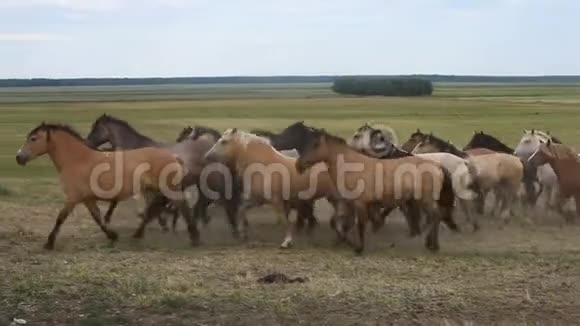 一群马跑过田野视频的预览图