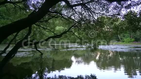 4KA市公园内美丽的池塘视频的预览图