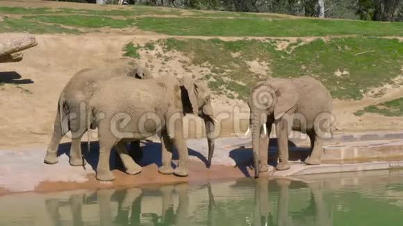 小象在水坑附近玩耍视频的预览图