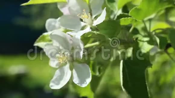 开花苹果树在风中射出的白色花朵视频的预览图