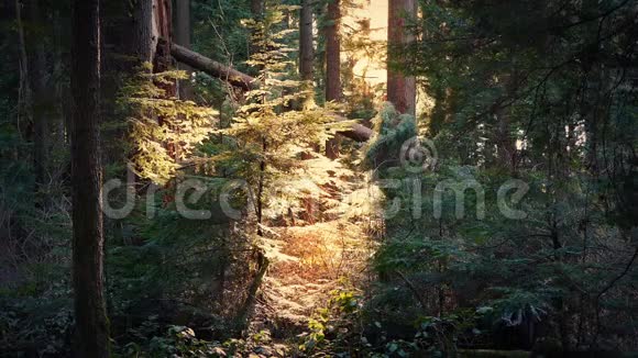 阳光透过傍晚的林地开放视频的预览图