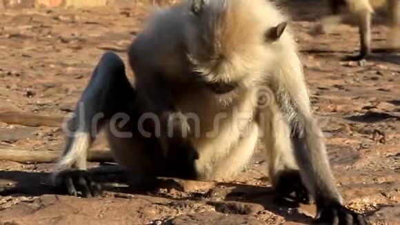 兰古吃在地上爬行的蚂蚁视频的预览图
