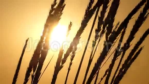 成熟的小麦穗在日落时在田间摇摆视频的预览图