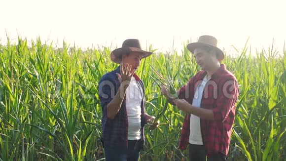团队合作智慧农牧概念慢动作视频两名男子农艺师持有数码平板触摸板电脑视频的预览图