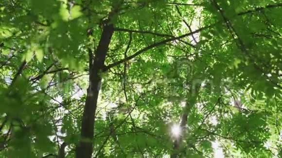 太阳的射线穿过树叶视频的预览图