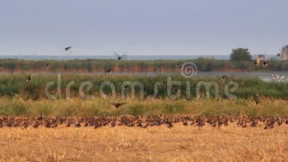 多瑙河三角洲的野鸭视频的预览图