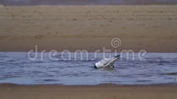 海鸥鸟在浅水中行走吃幼虫和蠕虫河的桑迪海岸视频的预览图