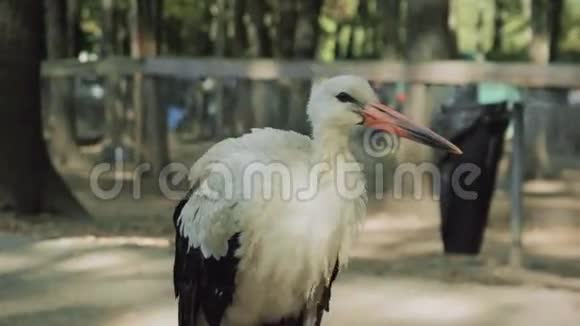 鹤鸟早晨伫立视频的预览图