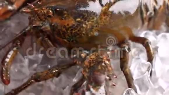生龙虾躺在冰上视频的预览图