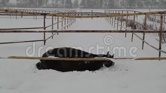 马躺在雪地上嬉戏慢速视频视频的预览图