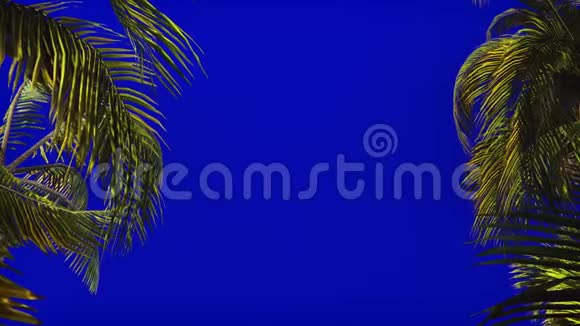 蓝屏风中棕榈树的枝条美丽的夏天循环的背景视频的预览图