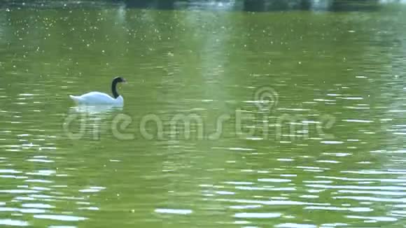 黑脖子的白天鹅漂浮在池塘里视频的预览图
