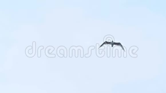 海鸥在蔚蓝的阳光下飞翔视频的预览图