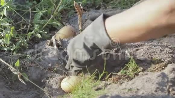 在农场收获土豆视频的预览图