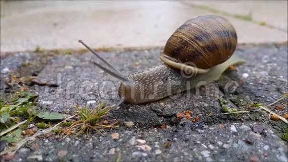 雨后蜗牛在人行道上移动视频的预览图