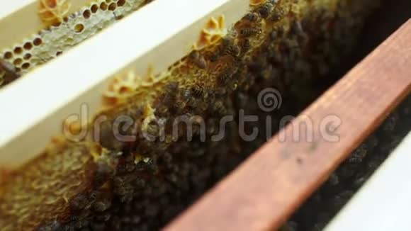 养蜂人手中的蜜蜂特写镜头视频的预览图