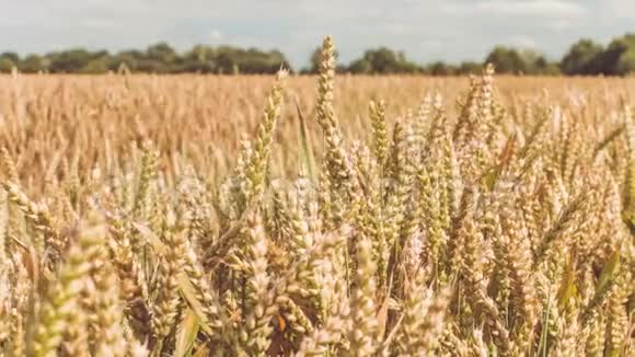 阳光明媚的一天一片田野里干燥的金色麦穗闭上轻微的缓慢运动视频的预览图