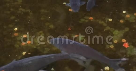 日本静冈箱根神社池塘里的鲤鱼视频的预览图