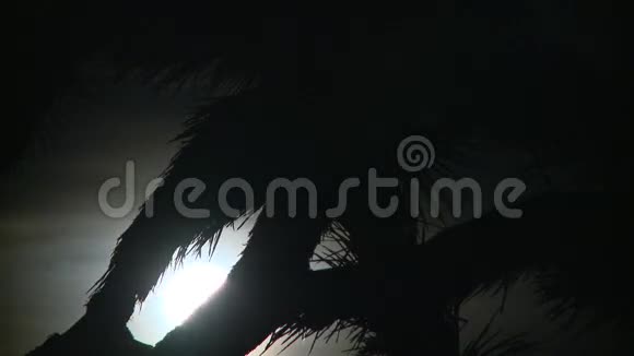 约书亚树夜时光视频的预览图