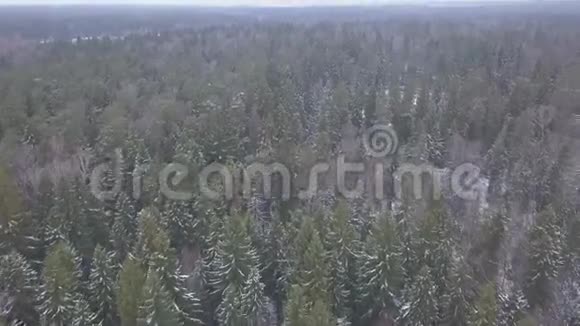 鸟瞰冬季低飞过雪云杉林剪辑雪的冬季背景的鸟瞰图视频的预览图