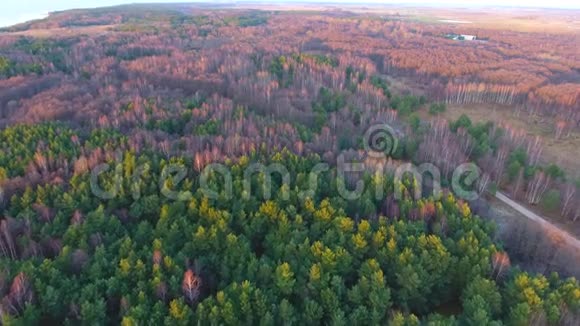 茂密的针叶林俯视空中镜头茂密的松树林视频的预览图