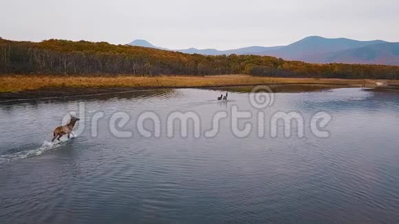 一群红鹿沿着湖面的光滑水沿海岸向森林跑去视频的预览图