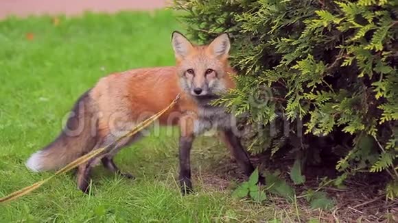 毛茸茸的红狐狸藏在绿色的Thuja后面视频的预览图