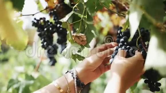 女人的手收集着黑色的葡萄挂在葡萄藤上视频的预览图