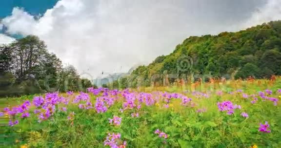 在山上开花的草甸视频的预览图