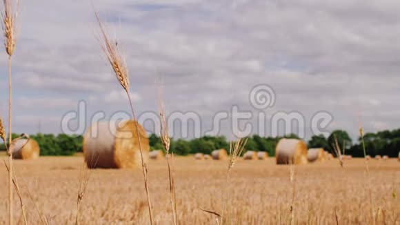 麦田里的干草一捆捆的干草在夏天卷起来准备装在一个农民的田地里多莉放大视频的预览图