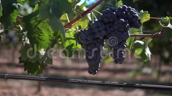 在葡萄园里慢镜头拍摄红葡萄视频的预览图