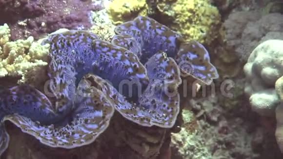 苏丹红海珊瑚中巨大的Tridacna视频的预览图