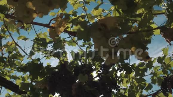 葡萄植物浆果挂在葡萄树的支架上视频的预览图