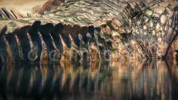 鳄鱼尾巴反映在水特写视频的预览图