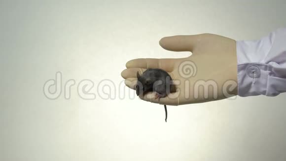 一位科学家手臂上抱着一只灰色的实验室老鼠视频的预览图