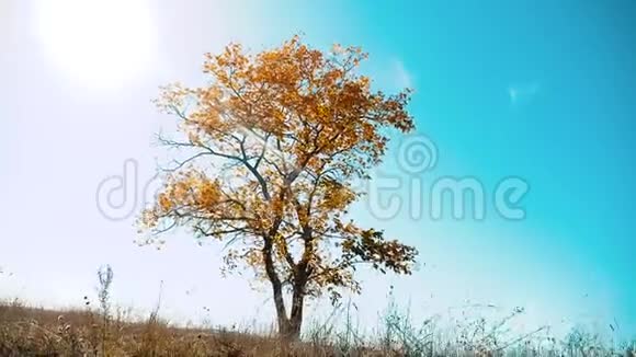 秋天的寂寞树在田野里的蓝天上孤独的树运动美丽的秋天景观俄罗斯视频的预览图