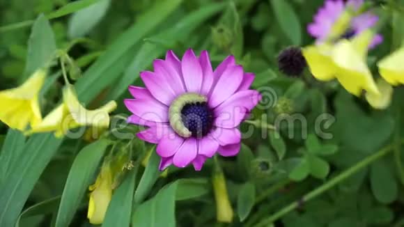 紫色花朵上的绿色毛毛虫视频的预览图
