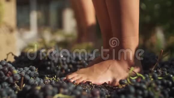 两双女足在酿酒厂踩着葡萄酿造葡萄酒视频的预览图