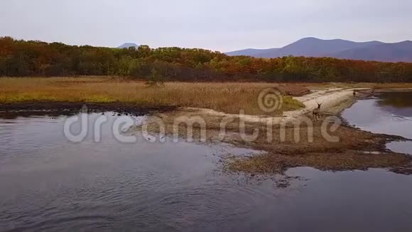 一群红鹿沿着湖面的光滑水沿海岸向森林跑去视频的预览图