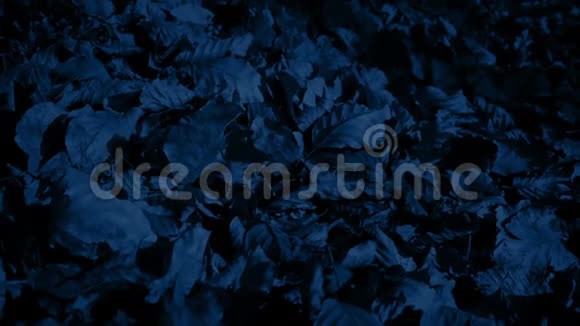 清脆的树叶在夜晚吹拂视频的预览图