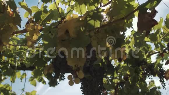 葡萄植物与浆果挂在道具在酒庄视频的预览图
