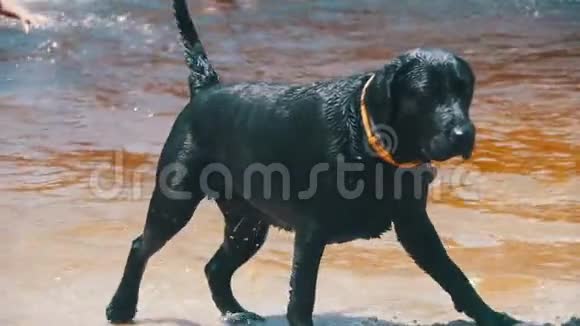 大黑狗在河里游泳后在海滩上被头摇慢动作视频的预览图