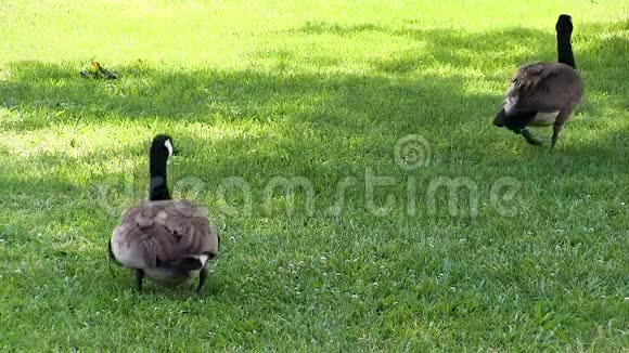 两只加拿大大雁在草地上从镜头前走开视频的预览图