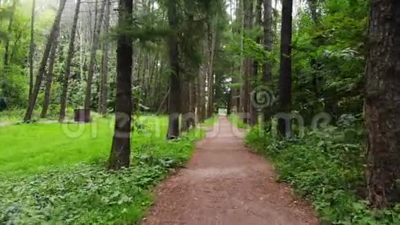 在森林的小径上行走的个人视角视频的预览图