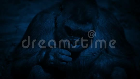 雌性大猩猩晚上吃植物视频的预览图