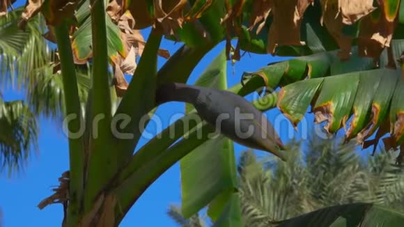 在明亮的蓝天上树上的花蕉视频的预览图