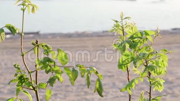 海岸背景下灌木丛上的绿叶视频的预览图