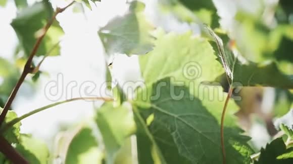 葡萄树的叶子在葡萄园的阳光下视频的预览图