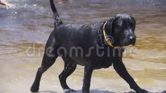 大黑狗在河里游泳后在海滩上被头摇慢动作视频的预览图