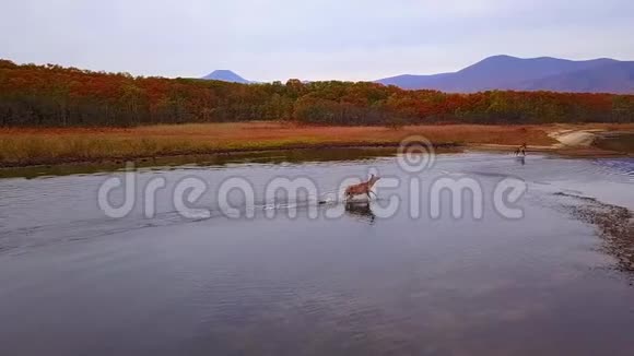 一群红鹿沿着湖面的光滑水沿海岸向森林跑去视频的预览图